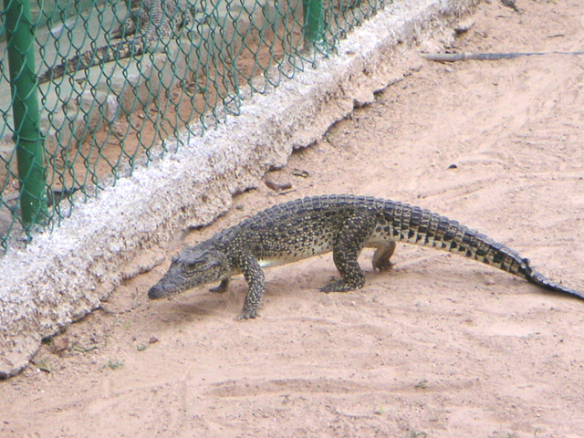 Cocodrilo. Dar Clir para Ampliar la foto