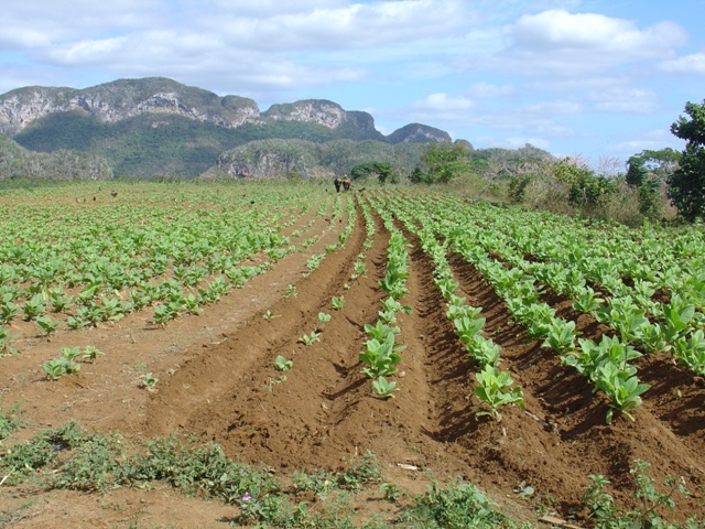 Sembrado de tabaco