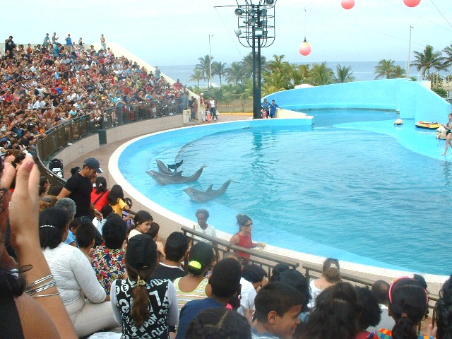 Show de los delfines