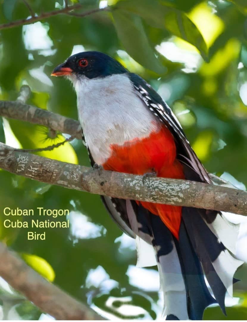 Observación de Aves. Parque Nacional Ciénaga Zapata